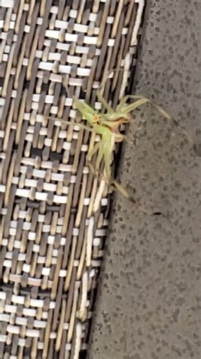 THE ALIEN FACE SPIDER 👽🕷️