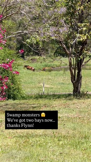 Swamp monsters 🫣 Who can blame them in this heat?? | Double F Performance Horses