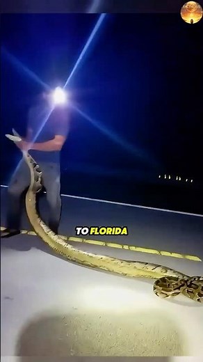The Solution to Florida’s Worst Nightmare! 🐍🐇😱