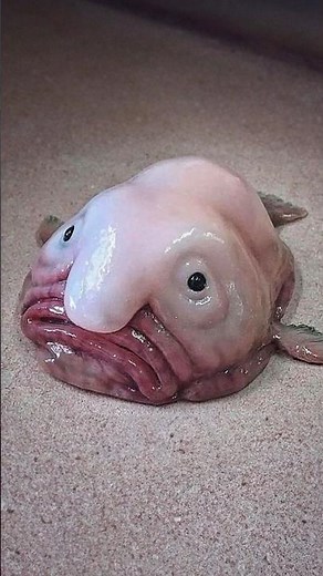 Is The Blobfish The Ugliest Fish? #fish #shorts #animals