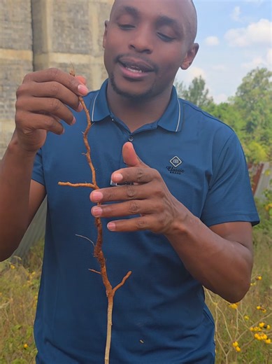 DR SPICE Back to theMotherland (@dr.spice.organics)’s videos with original sound - DR SPICE Back to theMotherland