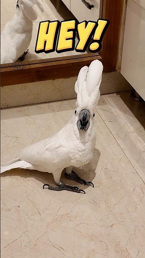 Meet Rio 🦜 | The Most Dramatic Umbrella Cockatoo on the Internet 😂🤍