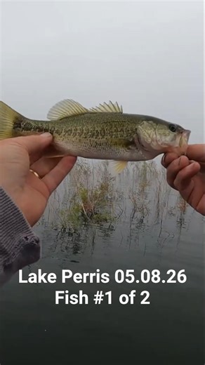 Lake Perris Spring Bass Fishing | Texas Rig Success in Shallow Water #fishing #bassfishing #bass