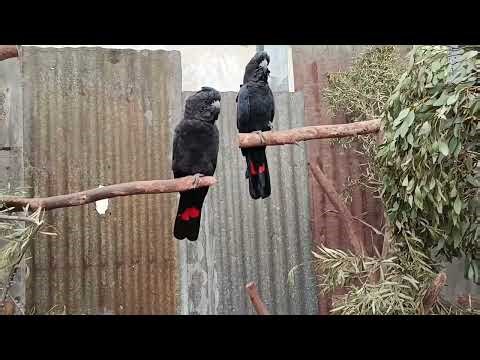 Beautiful Parrots & Peacock | Native Australian Birds | Caversham Park Perth #parrot #peacock #birds