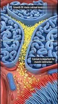 “Endoplasmic Reticulum Explained | Cell Organelles Animation | Biology Made Easy” animation#shorts
