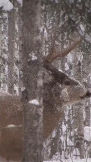 Bring on the whitetail rut!