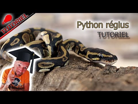 BALL PYTHON How to install it