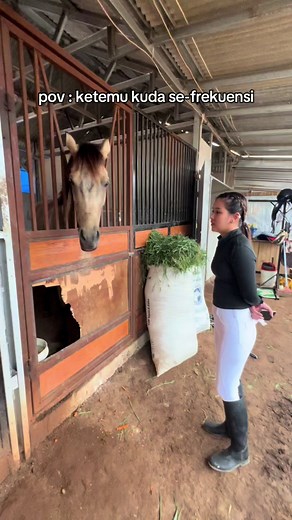 Kumpulan Video Kuda Lucu di TikTok! 🐎