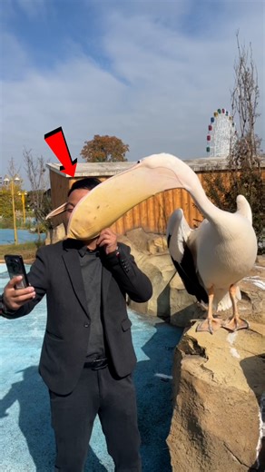 These Clips Just Radiate ‘Oops Energy’!😂🤣 | Humor Time