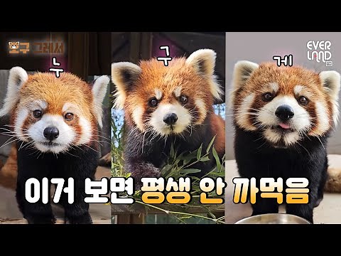 How to Distinguish Everland’s Lesser Panda Family
