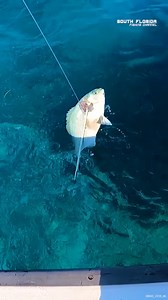 Testing Out INSANE New Gear #fishinggear #fishingrig #fishingstuff | South Florida Fishing Channel