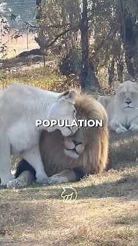 Why Humans Don’t Have A Mating Season