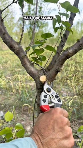 How to prune apricots tree #satisfying #pruning #gardening #shorts