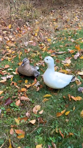 8.9K views · 512 reactions | This might be my favorite duck costume of the year so far! 閭  #DunkinDucks #PetCostumes #Halloween #CallDucks #Ducks #BackyardDucks #FarmAnimals | Dunkin Ducks | Facebook