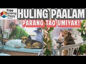 COMPILATION 30 Hayop na Nagpaalam sa Kanilang Amo | Pets Goodbye to their Owners