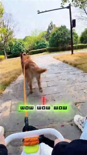 Trained Dog Tricks: Toe Touch Challenge