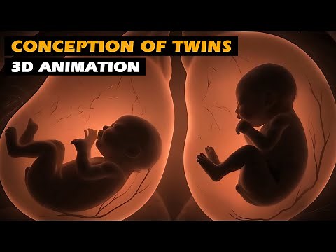 Ovulation and Fertilization of Twins - Conception of Twins | 3D Animations