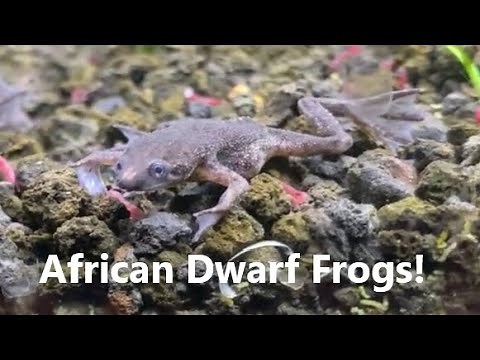 African Dwarf Frogs Care Guide