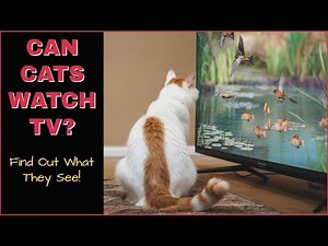 Can Cats Really Watch TV? What They See and Love (Surprising Reactions!) #cat #cats #cattv