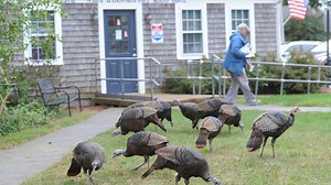 Where did all the wild turkeys come from? The origin story of Cape Cod's big bird