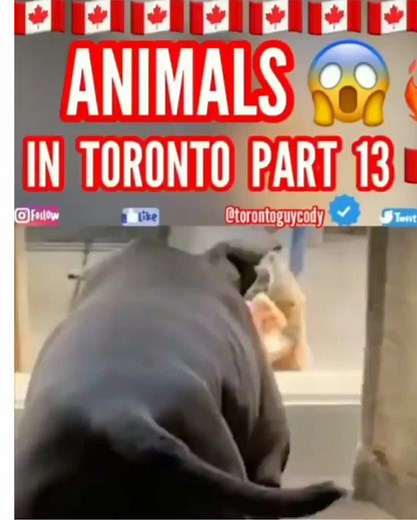 Things to Do in Toronto: A Local's Guide