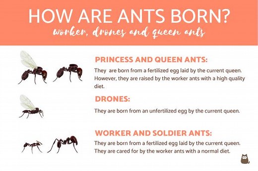 How Are Ants Born? - All About Ant Reproduction!