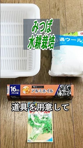 ミツバ 種まき～収穫 ろ過ウールで【水耕栽培】