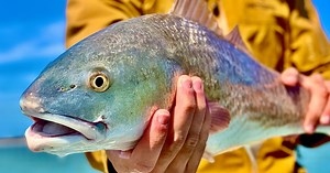 SPRING REDFISH: Best Spots, Lures, Times Of Day, & More