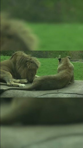 Lions Lounging at the KC Zoo 🦁 | King of the Savannah