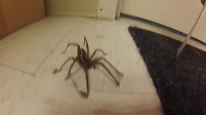 Man Frees Wild Wolf Spider