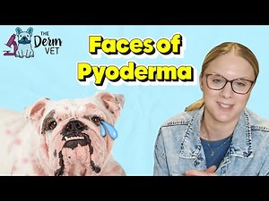 EP299 - The Many Faces of Pyoderma in Pets | The Derm Vet Podcast