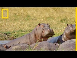 Un hippopotame se bat pour défendre son harem