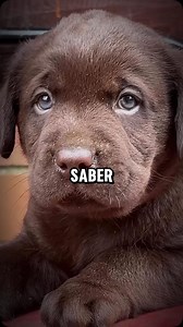 Todo lo que debes saber antes de tener un Labrador Retriever #perros #dogs #labrador | LadrandoBelleza