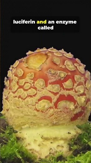 Why Mushrooms Glow Green