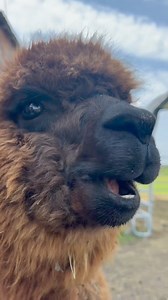 55K views · 5.2K reactions | Carrots for Curtis | Useless Farm | Facebook