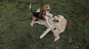 Golden Retriever Beagle Jumping Playing While Stock Footage Video (100% Royalty-free) 1103782285 | Shutterstock