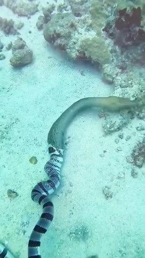 2.1M views · 4.4K reactions | Sea snake swallow large moray eel #fbreelsvideo #viral #seasnake #virareels #RenzSpearfishing | Renz Spearfishing | Facebook