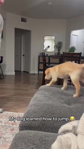 WEEEEEEEE 😂 @I Can’t Even (via:@Winnie the Dudley) | dogs