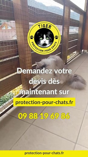Chez Tiger Protection pour chats, nous créons des espaces extérieurs sécurisés pour que vos chats profitent de l’air frais sans risque de chute ou de fugue. Parce qu’un chat heureux est un chat en sécurité ! #tigerprotectionpourchats #protectionanimale #catlovers #catnet #adoptionresponsable #jaimemonchat #balcon #viedechat #chatsheureux | Tiger Protection pour chats