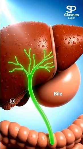 how food is get digested #medicaleducation