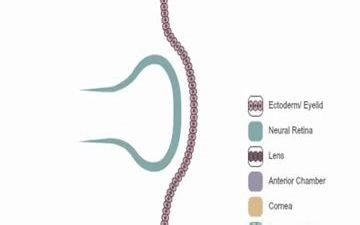 Embryology of the Eye - 眼胚胎发育演示视频