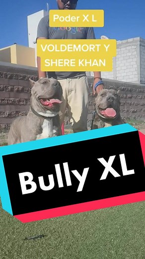 #americanbully #ambyxl #xlmexico #xlmexico #dogshow #viral #ABKC #dogsoftiktok #galvanbullykennel #todotuperroestilo #educacioncanina #mascotas #bullyxl #perritodelatienda