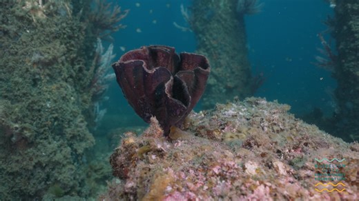 From the depths of Busselton Jetty to the frontlines of medical research, our Marine Pharma journey is gaining momentum. 🌊🧪 Over three incredible days our dive team explored the vibrant underwater world beneath Busselton Jetty, one of Australia’s largest artificial reefs and carefully collected 30 sponge samples. These sponges, teeming with potential, were ethically gathered using a method we developed in collaboration with the The University of Western Australia (UWA) and the WA Museum. Now o
