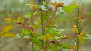 Growing roses bush outside in bed garden. New leaves of flower at spring time. Cultivation of roses concept. Garden maintenance