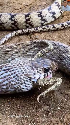 Giải mã món ăn khoái khẩu của rắn độc #snake #dongvat #animals #thegioidongvat #wildlife #nature