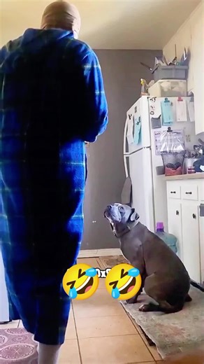 Funny Dogs Voiceover Compilation