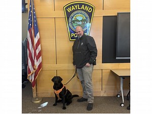 Meet Archie, Wayland Police Department's New Comfort Dog
