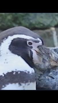 Penguin steals pebbles from neighbor's nest to make nest for friend at the Newquay Zoo in UK
