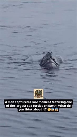 History|UFO|Places|Travel🌎 on Instagram: "This rare moment shows a leatherback sea turtle, the biggest sea turtle on Earth, swimming near the Gulf Stream. These ocean giants can grow longer than a small car and weigh over 600 kilos. Unlike other turtles, the leatherback doesn’t have a hard shell. Its body is soft and flexible, allowing it to dive deep into the ocean and handle cold and warm waters with ease. Leatherbacks are true ocean travelers. They cross entire oceans, riding powerful curren