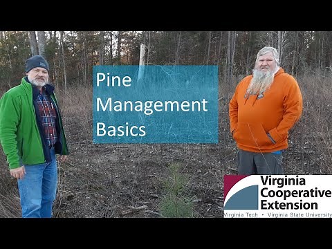Fifteen Minutes in the Forest: Pine Forest Management